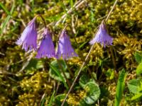 Kleines Alpenglöckchen